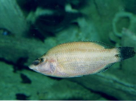 image Peto (Symphodus tinca)