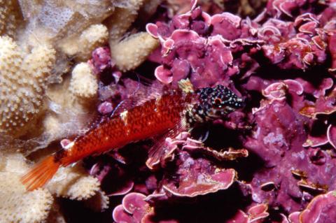 image Moma nariguda manchada (Tripterygion melanurus)