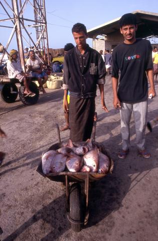 image Transporte de capturas en el puerto de Hodeidah, Yemen