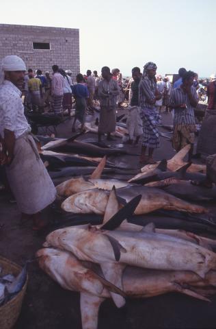 image Capturas en el puerto de Hodeidah, Yemen