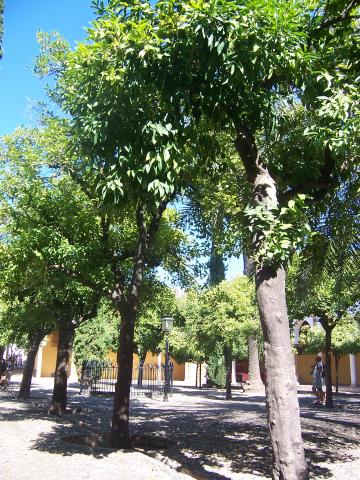 image Patio de los Naranjos, Mezquita Catedral de Córdoba