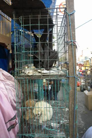 image Venta de murciélagos y otros animales, Jakarta, Indonesia