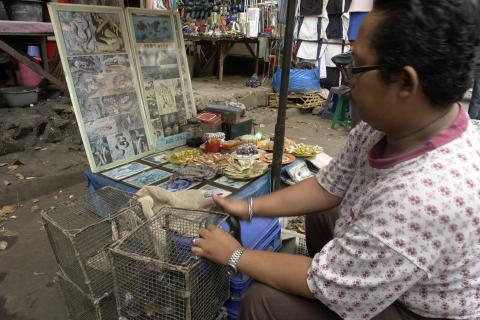 image Venta de afrodisíacos de cobra, Jakarta, Indonesia
