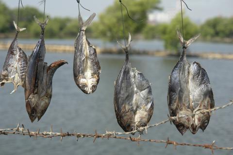 image Pescado seco en el puerto de Muara Angke, Yakarta, Indonesia