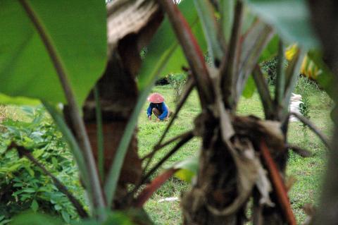 image Arrozal en Bali, Indonesia