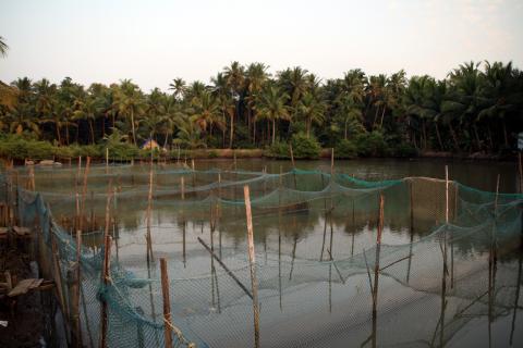 image Criadero de cangrejos, Kerala, India