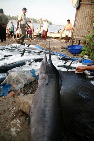 image Pez espada, Cochin, Kerala, India