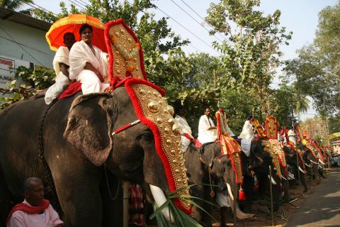 image Elefantes listos para desfilar en Kollam, Kerala, India