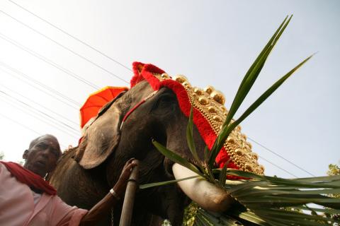 image Elefante comiendo en Kollam, Kerala, India