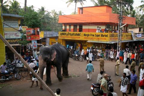 image Elefante paseando por una calle de Kollam, Kerala, India