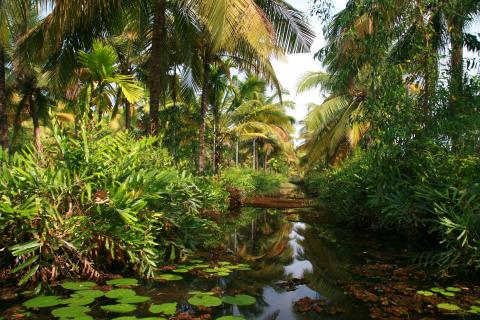image Canal de nenúfares en los backwaters, Kerala, India
