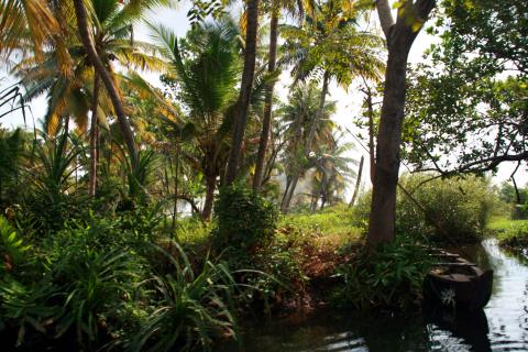 image Canoa en los backwaters, Kerala, India