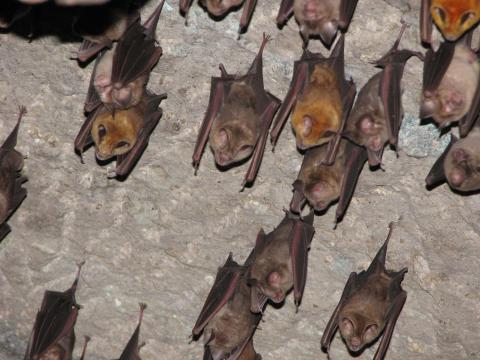 image Murciélagos en una cueva de Ellora, India