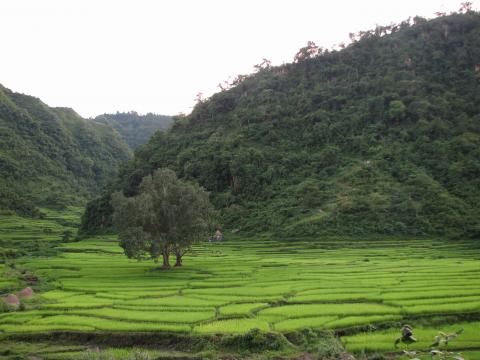 image Campos de cultivo y montañas, Pokhara, Nepal