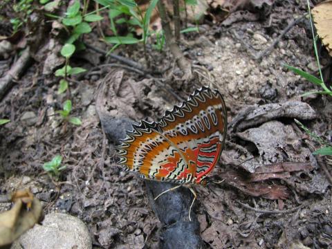 image Mariposa, Himalaya, Nepal