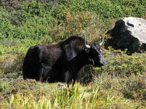 image Yak domesticado, Himalaya, Nepal