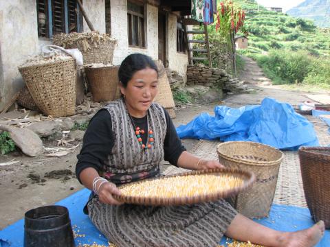 image Mujer tamizando el maíz en Syabru, Langtang, Nepal