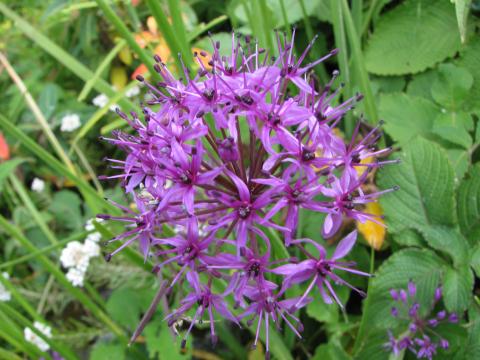image Flor, Himalaya, Nepal
