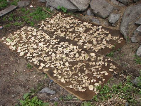 image Verdura puesta a secar, Himalaya, Nepal