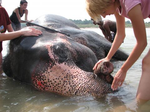image Baño de elefantes en el Parque Nacional de Chitwan, Terai, Nepal