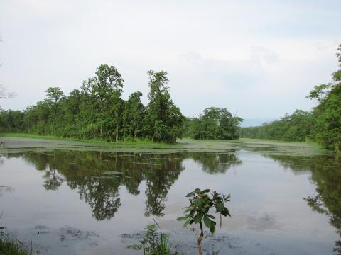 image Los dos mil lagos en el Parque Nacional de Chitwan, Terai, Nepal