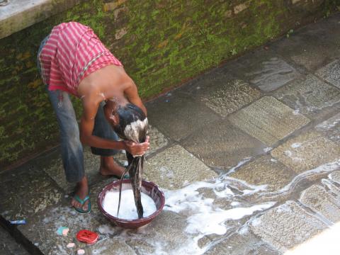 image Mujer lavándose el pelo en Katmandú, Nepal