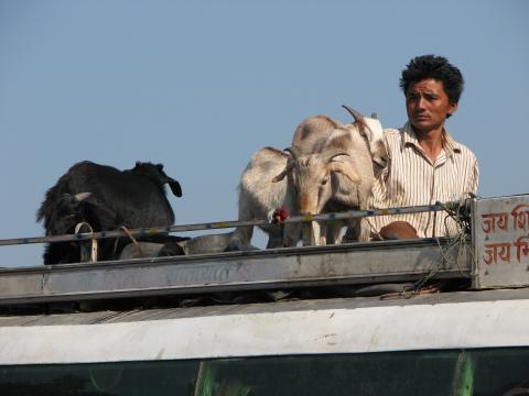image Hombre y cabras encima de un autobús, Chitwan, Nepal