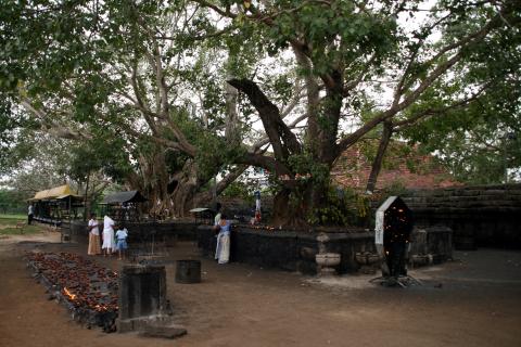 image Árbol sagrado y ofrendas de luz en Anuradhapura, Sri Lanka