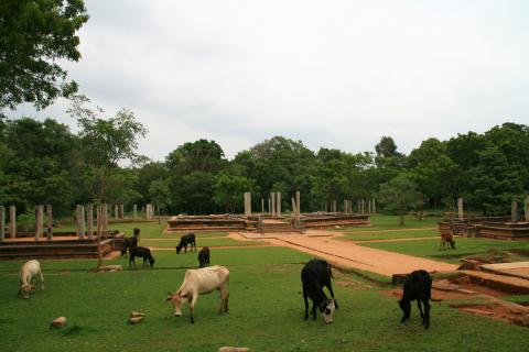 image Vacas pastando junto a restos arquitectónicos en Anuradhapura, Sri Lanka