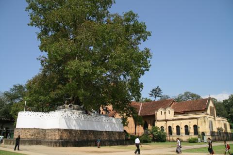 image Árbol sagrado al lado de templos, Kandy, Sri Lanka