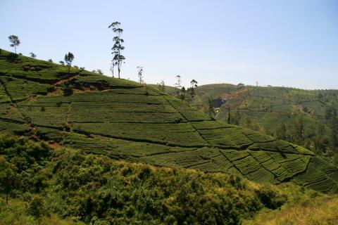 image Campos de té en Hill Country, Sri Lanka
