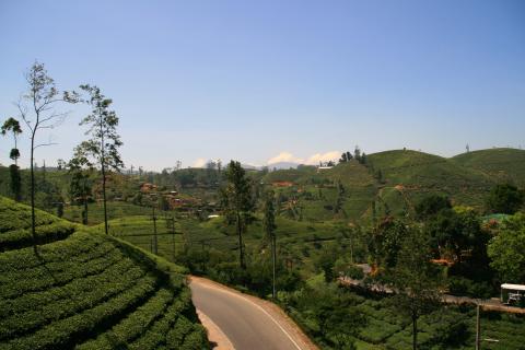 image Carretera en los campos de té de Hill Country, Sri Lanka