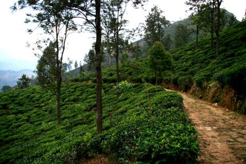 image Camino en los campos de té en la colina Little Adam, Hill Country, Sri Lanka