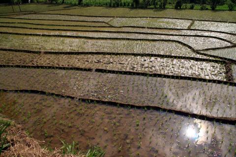 image Cultivos de arroz en los alrededores de Ella, Hill Country, Sri Lanka