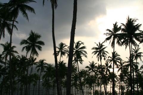 image Palmeras al sur de Mirissa, Sri Lanka