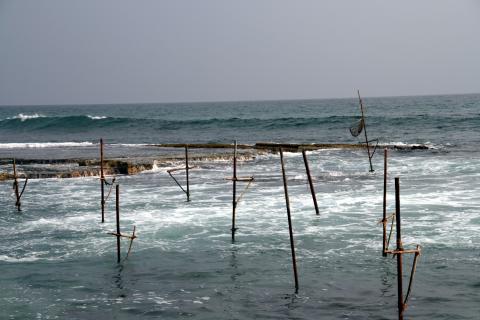 image Palos para pescar en Koggala, Sri Lanka
