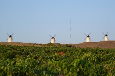 image Molinos de viento con viñedos en Alcazar de San Juan, Ciudad Real