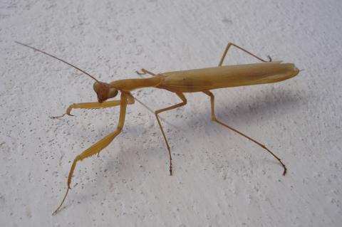 image Mantis