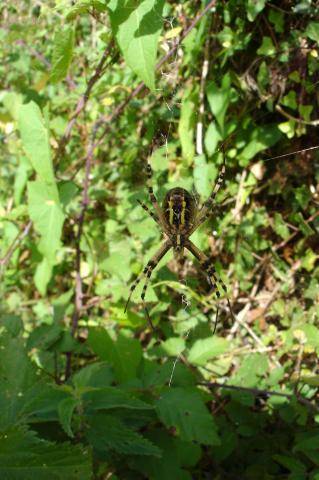 image Araña en su tela