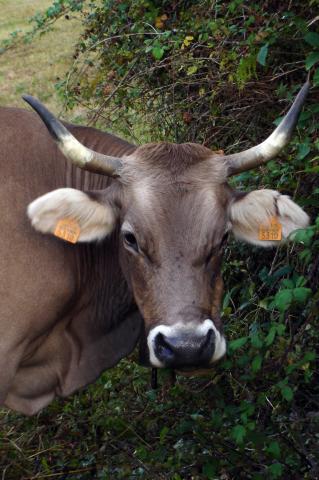 image Cabeza de vaca