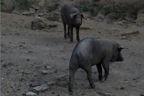 image Cerdos al aire libre