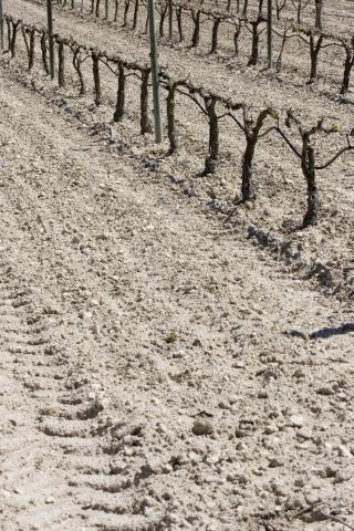 image Viñedos en Peñafiel, Valladolid