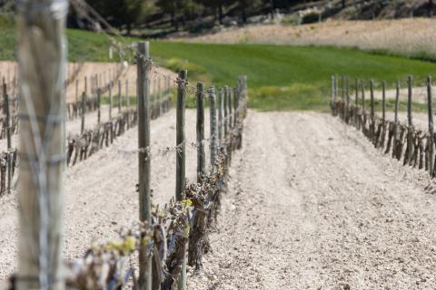 image Viñedos en Peñafiel, Valladolid