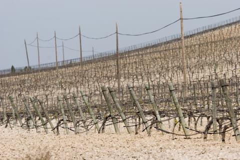 image Viñedos en Peñafiel, Valladolid