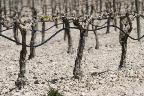 image Viñedos en Peñafiel, Valladolid