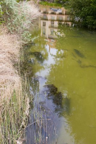 image Duero a su paso por Quintanilla de Onésimo, Valladolid