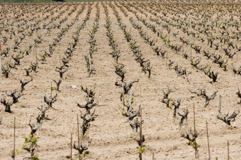 image Viñedos en Quintanilla de Onésimo, Valladolid