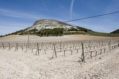 image Viñedos en Quintanilla de Onésimo, Valladolid