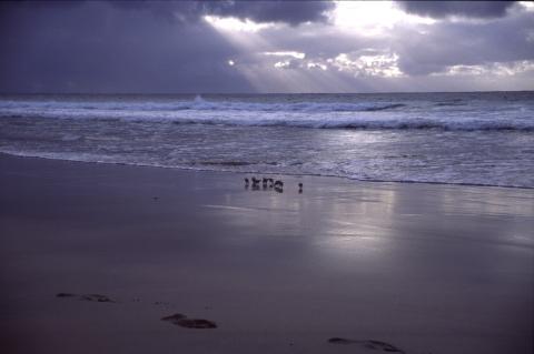 image Pajaritos en la playa, Canarias