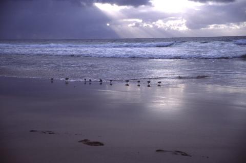 image Pajaritos en la playa, Canarias